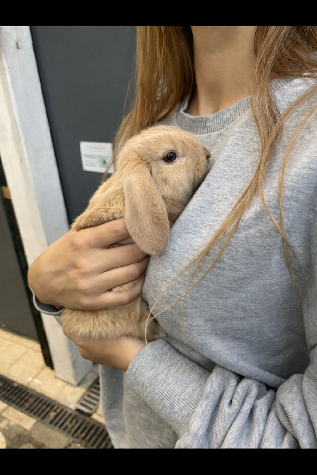 Winnie, la lapine qui a inspiré La Maison Winnie